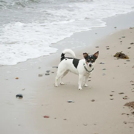 Ostsee Reethus *